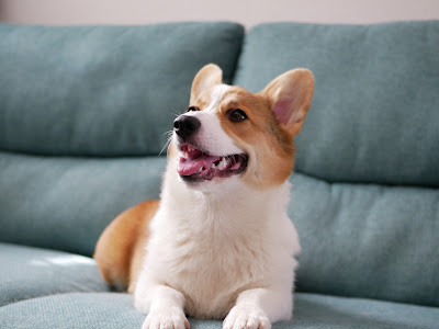 選択した画像 コーギー 壁��� iphone 189531-コーギー 壁紙 iphone