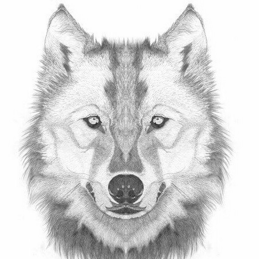 Тату эскизы волчонок