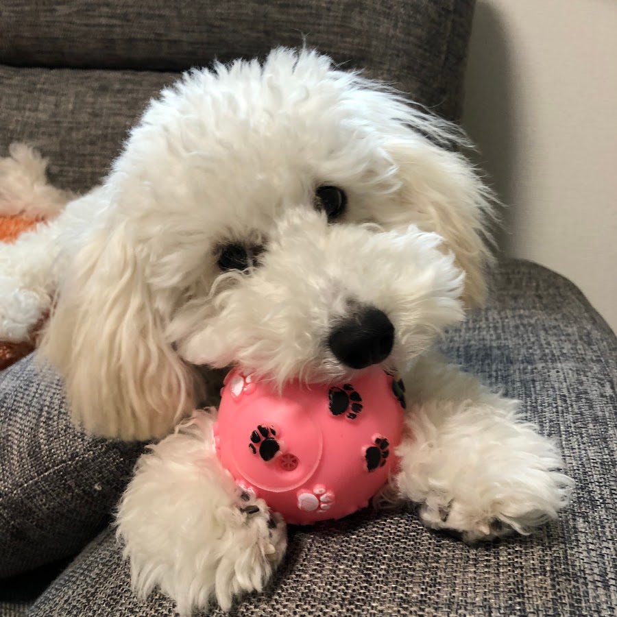 クリーム色のトイプードルと日常 Youtube