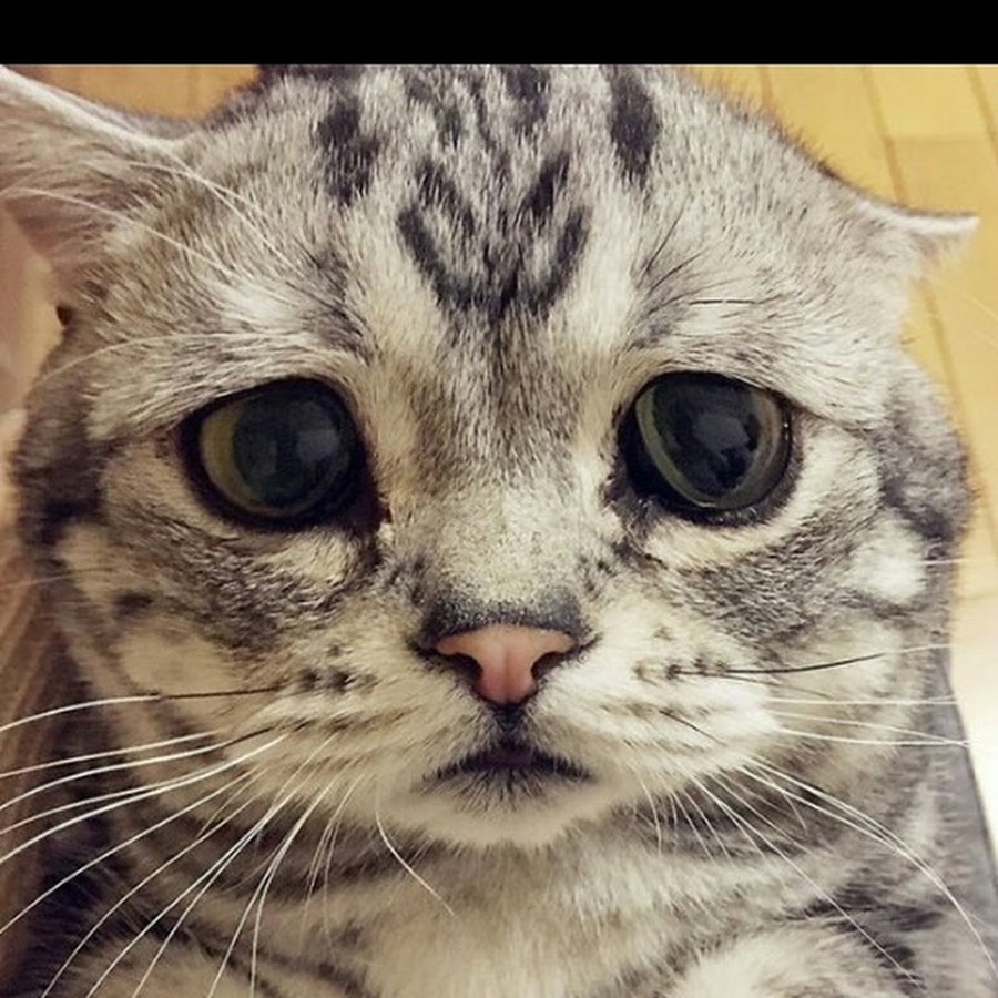 Кот с печальными глазами