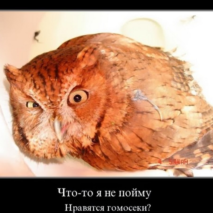 Сова демотиватор