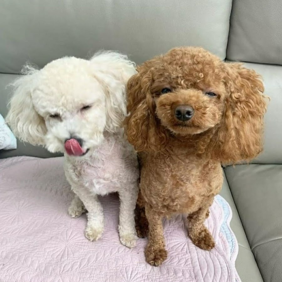 AMLnZu9s7LC_QvEyc5XByGhceAbWhqyJIbB4Gyu_peax=s900-c-k-c0x00ffffff-no-rj