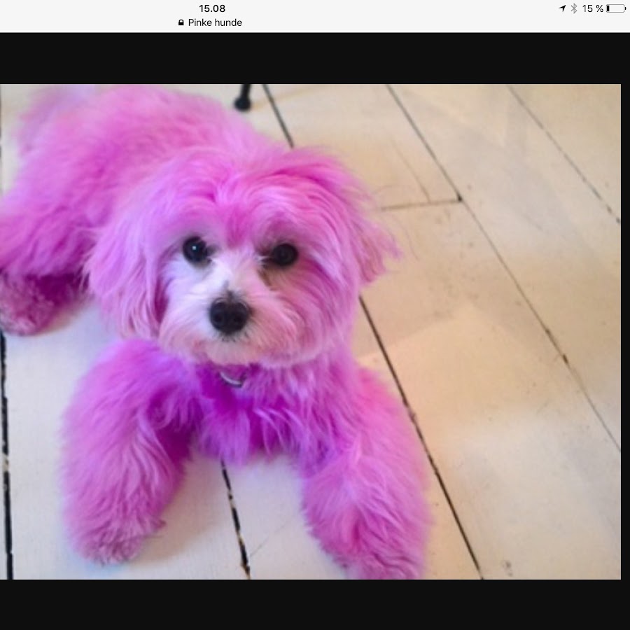 Про розовых собак. Мальтипу. Мальтипу розовый. Розовая собачка. Розовый щеночек.