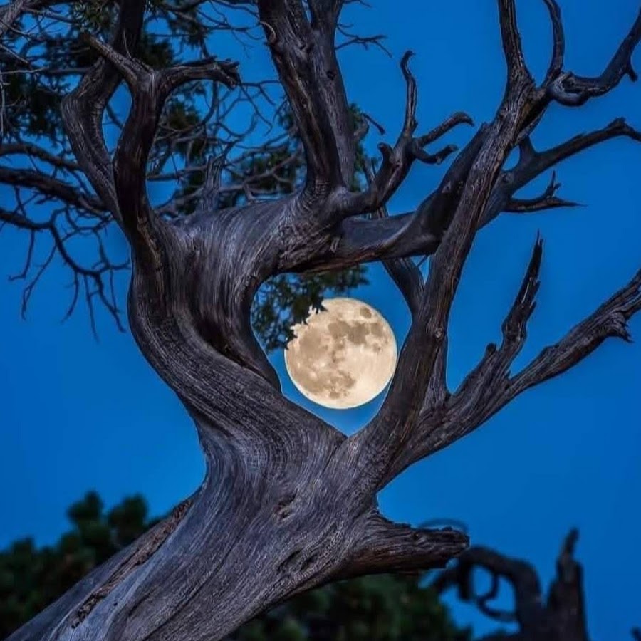 Fruit Tree Moonlight 
