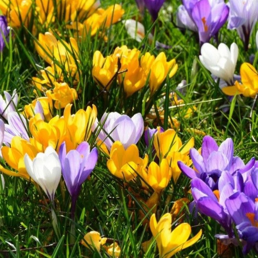 Цветы весной видео. Крокус цветок. Весенние цветы крокусы. Первоцветы крокусы. Крокус весенний.