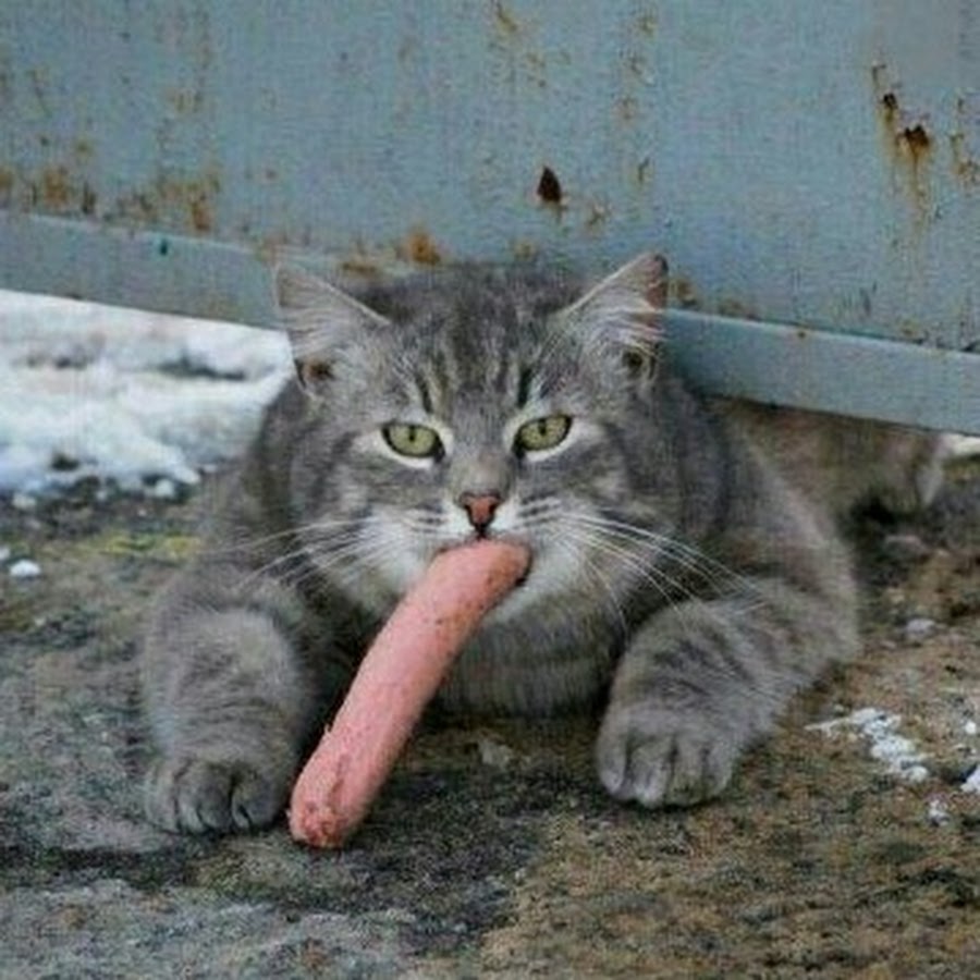 Кот с сосисками
