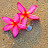Pink Ocean Flower