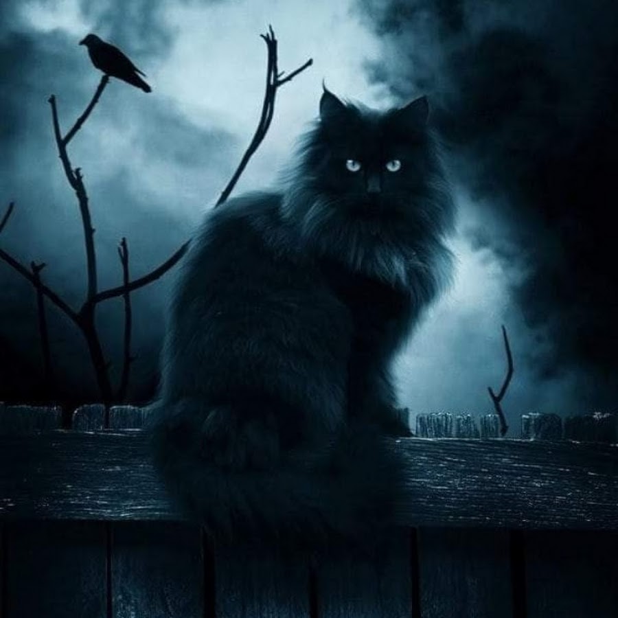 Зловещий кот