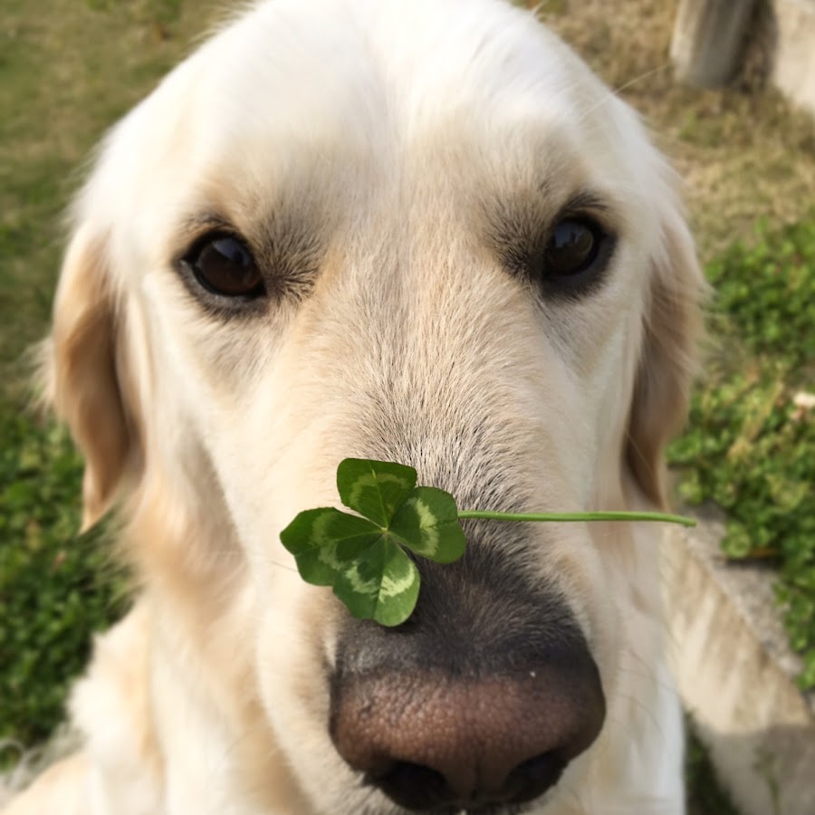 社会福祉法人 日本介助犬協会 Youtube