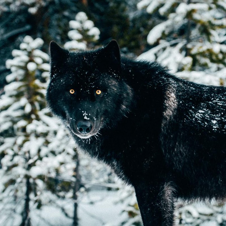 Макензенский волк черный