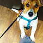 JACK RUSSELL YouTube Profile Photo