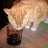 Wino Kitty