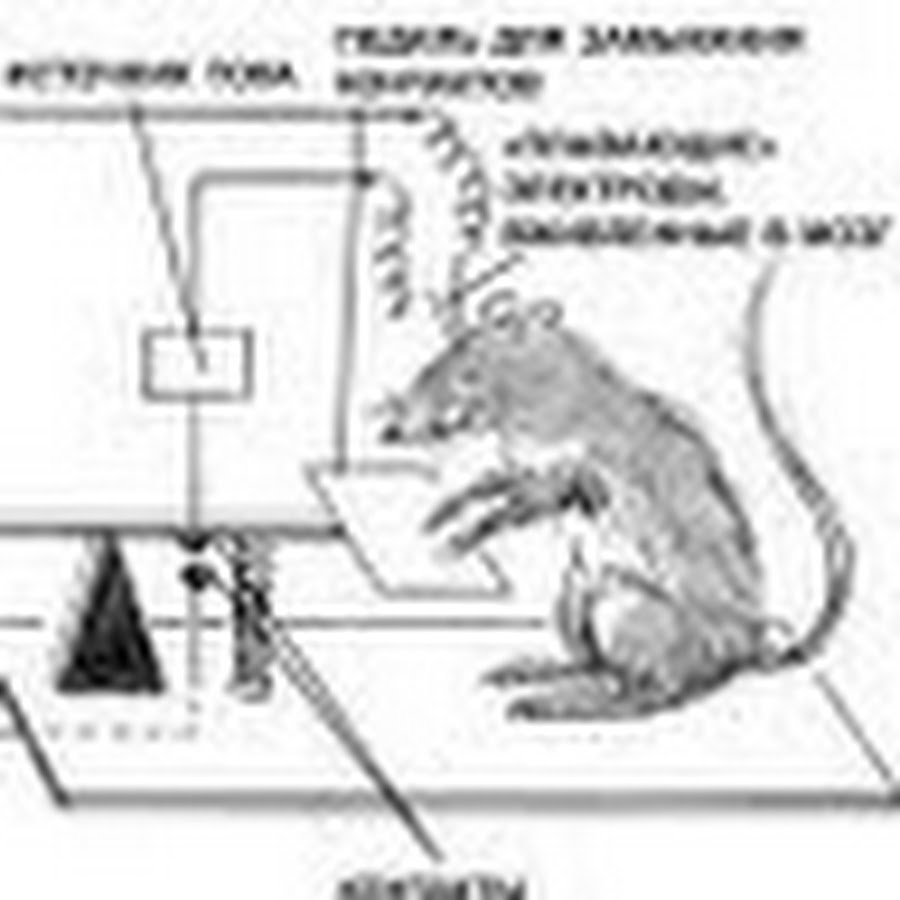 Схема опыта. Эксперимент с мышками и электродами в мозгу. Схема эксперимента с крысами. Эксперимент с крысой и кнопкой.