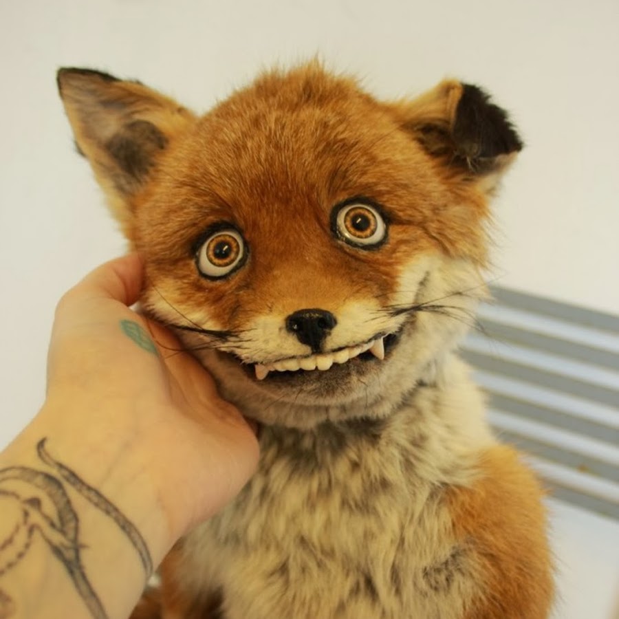 Потрепанная лиса картинка