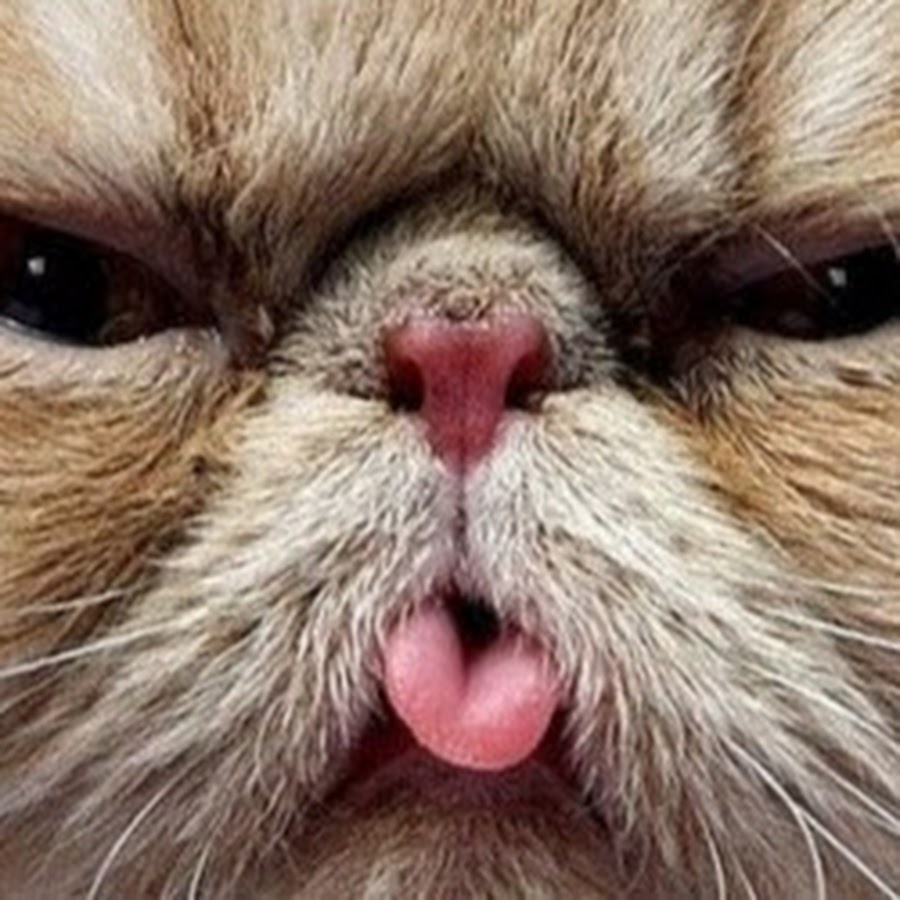 AMLnZu_05he07fiV_u0gXO7ccoGAAg2EuWunehBwSImf=s900-c-k-c0x00ffffff-no-rj