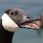 Goosey Whispers Avatar