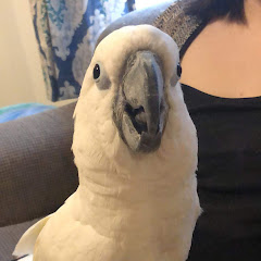 Buster The Cockatoo net worth