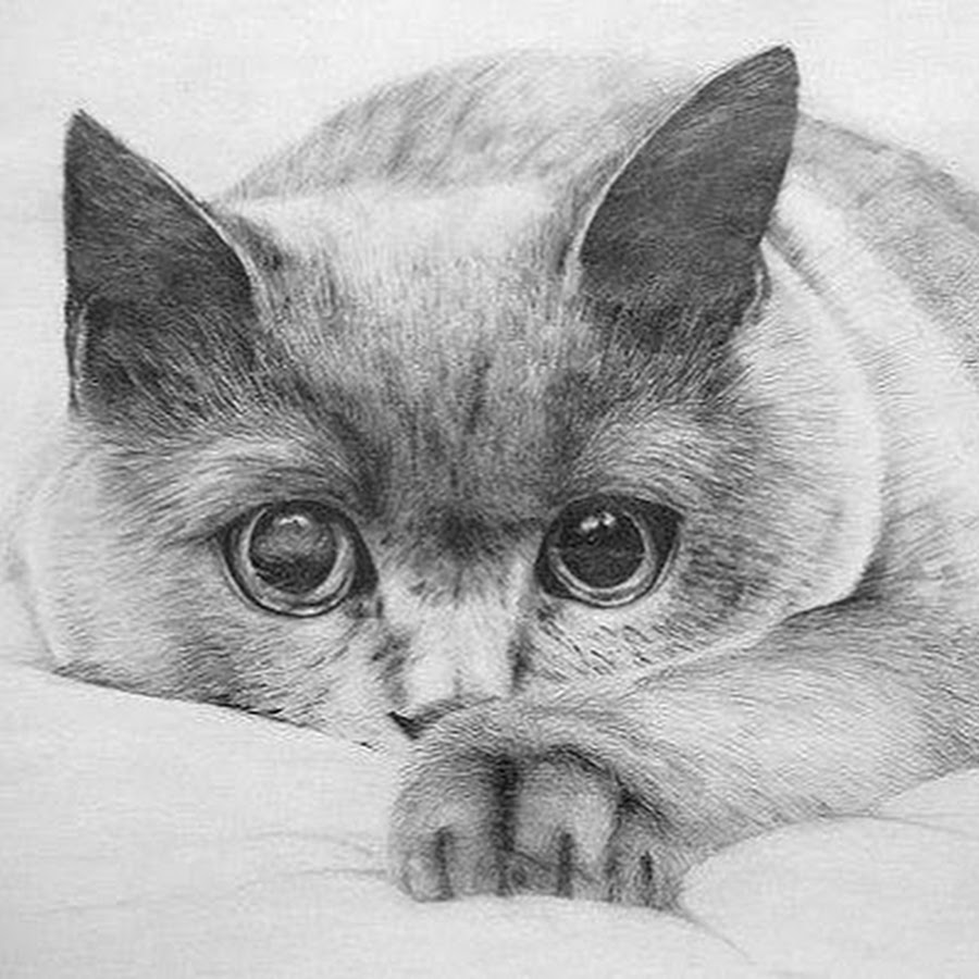 Кошка карандашом