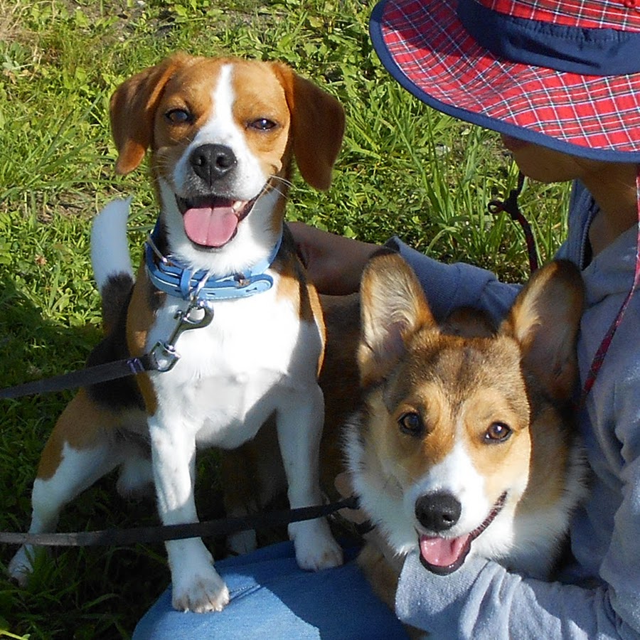 ビーグルとコーギーわんわん Youtube