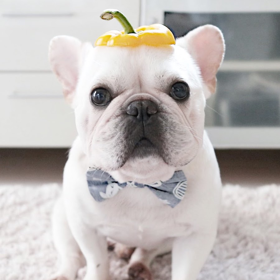 Frenchbulldog Porco Youtube