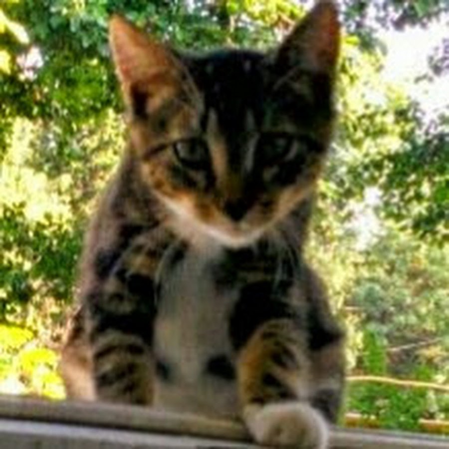 AMLnZu_3Apqf8REdavcxK_OvtkoxHfy61k_kzz6KOFpn=s900-c-k-c0x00ffffff-no-rj