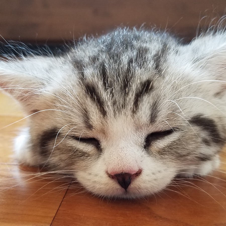 マンチカンのぴけ Pique S Life Youtube