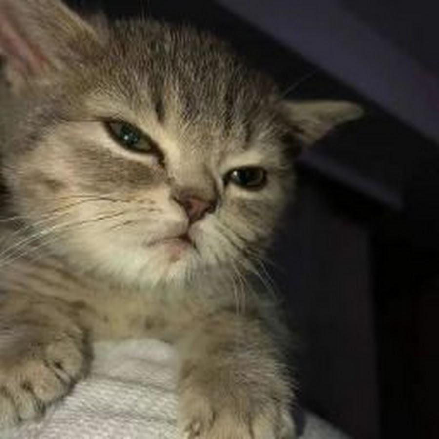 Картинка с буквой с на аватарку