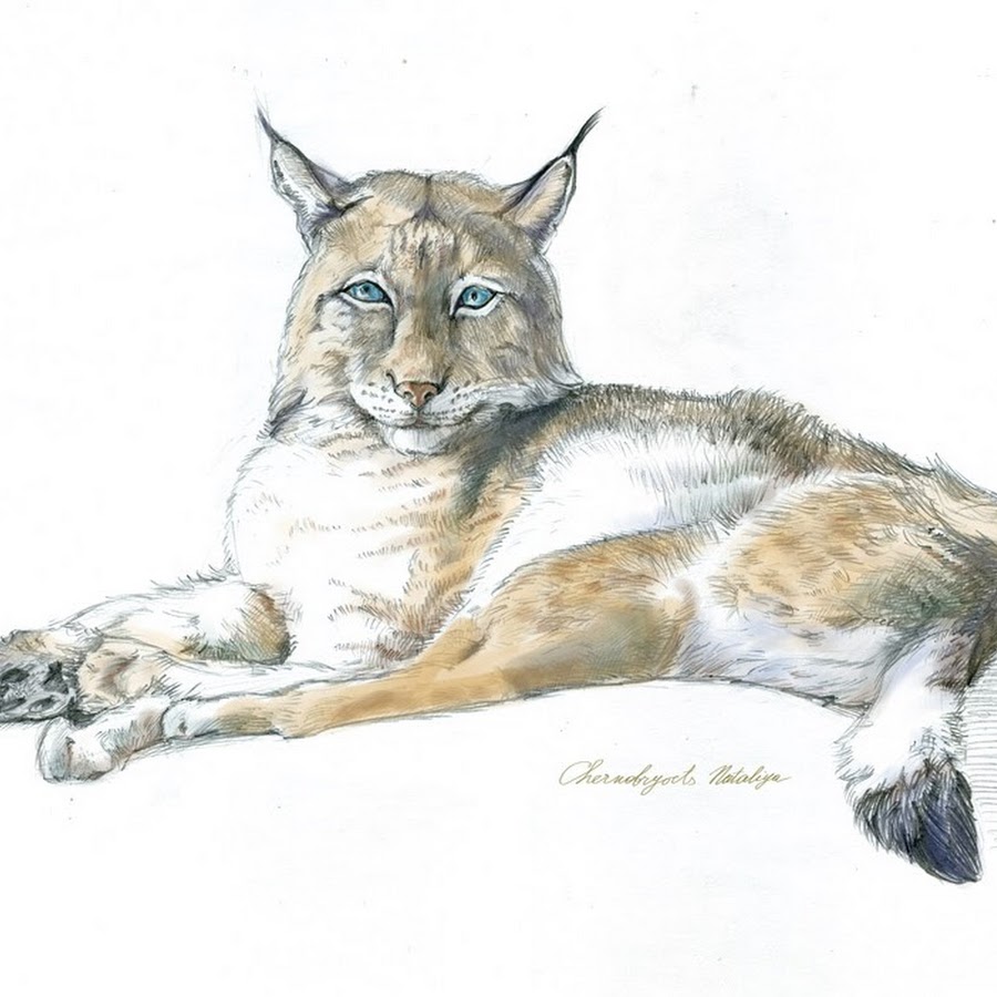 Как нарисовать голову рыси