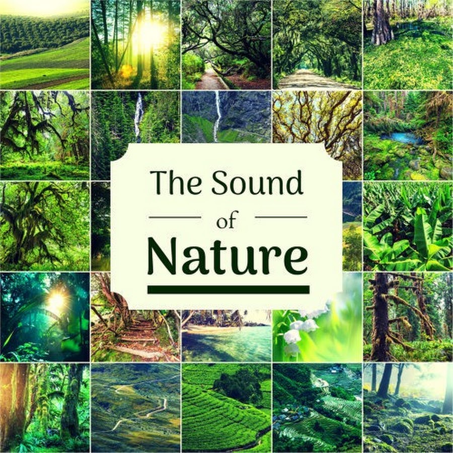 Sounds of Nature - YouTube