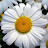 sunwillriseagain Avatar