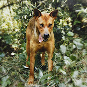 まつだ屋ジビエch Youtube