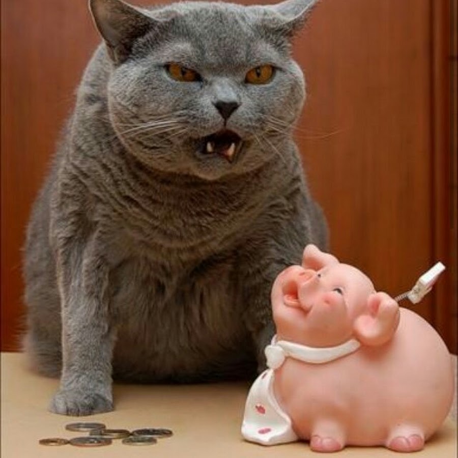 Жадный котик