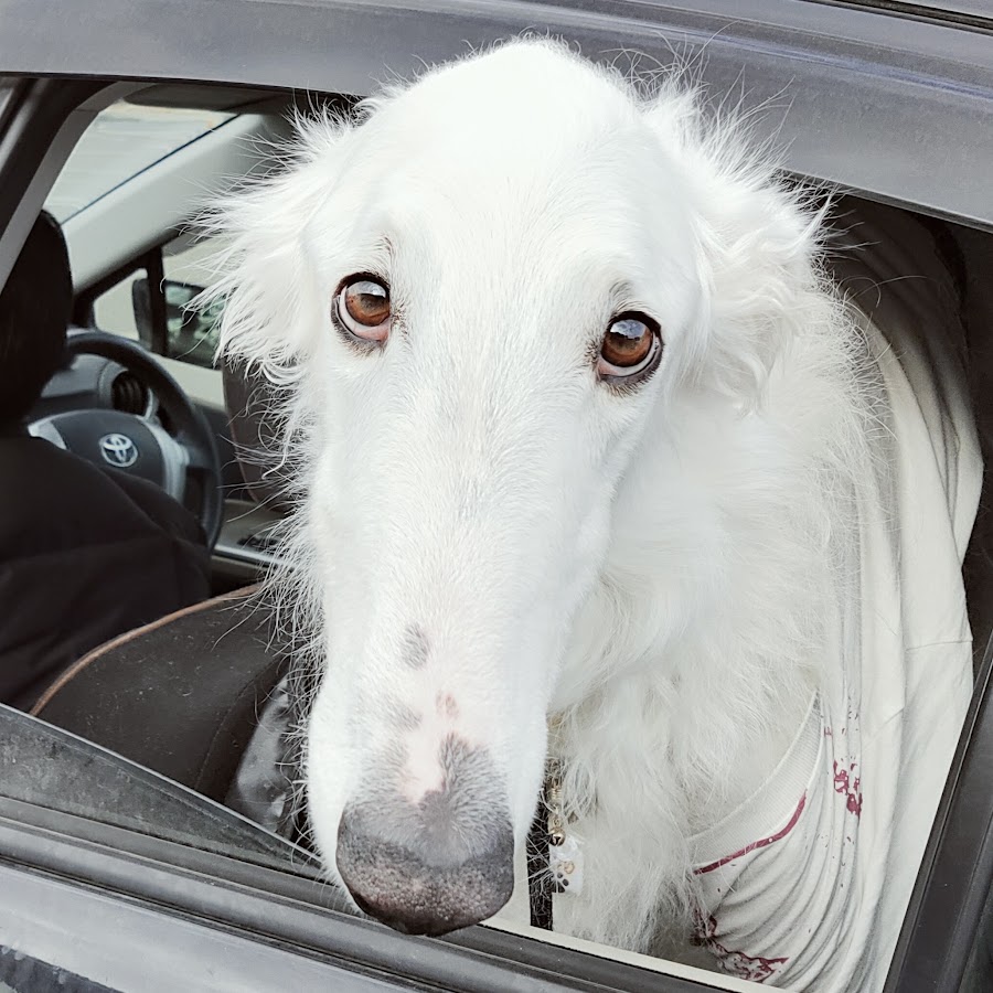 ボルゾイ ディアナ Youtube