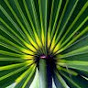 Serenoa Chapter Florida Native Plant Society YouTube Profile Photo