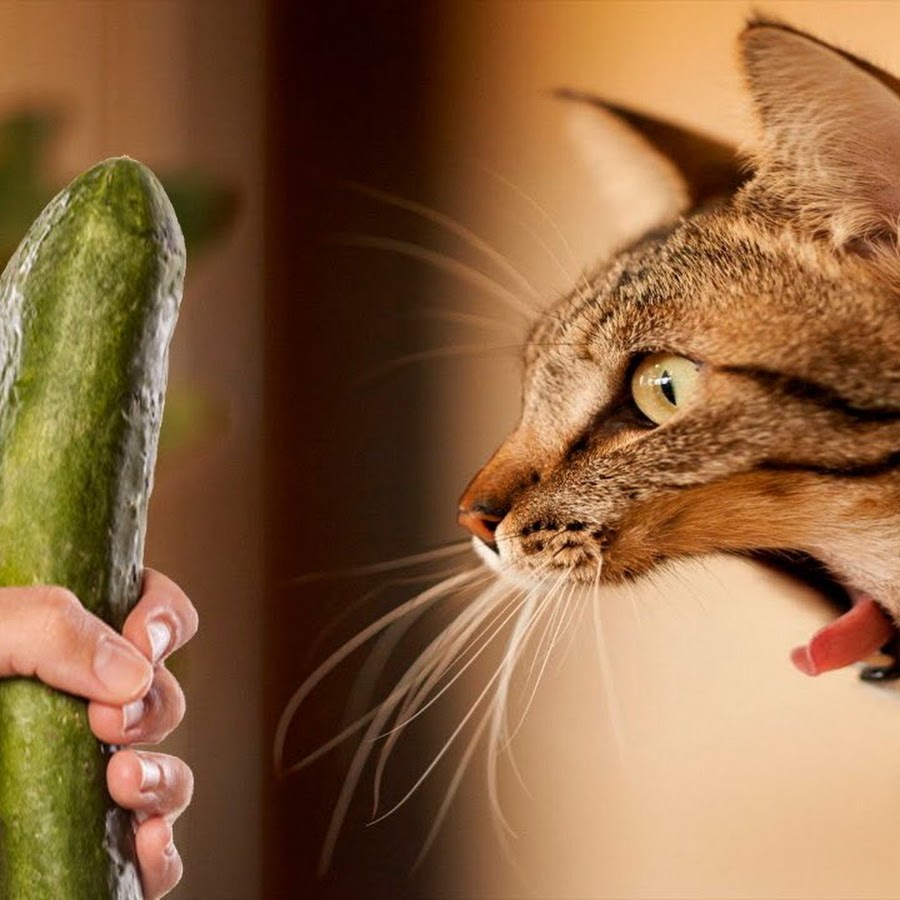 Описание пропало в параллельной вселенной.