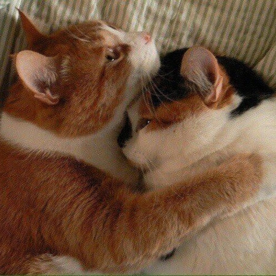 Котик чмокает
