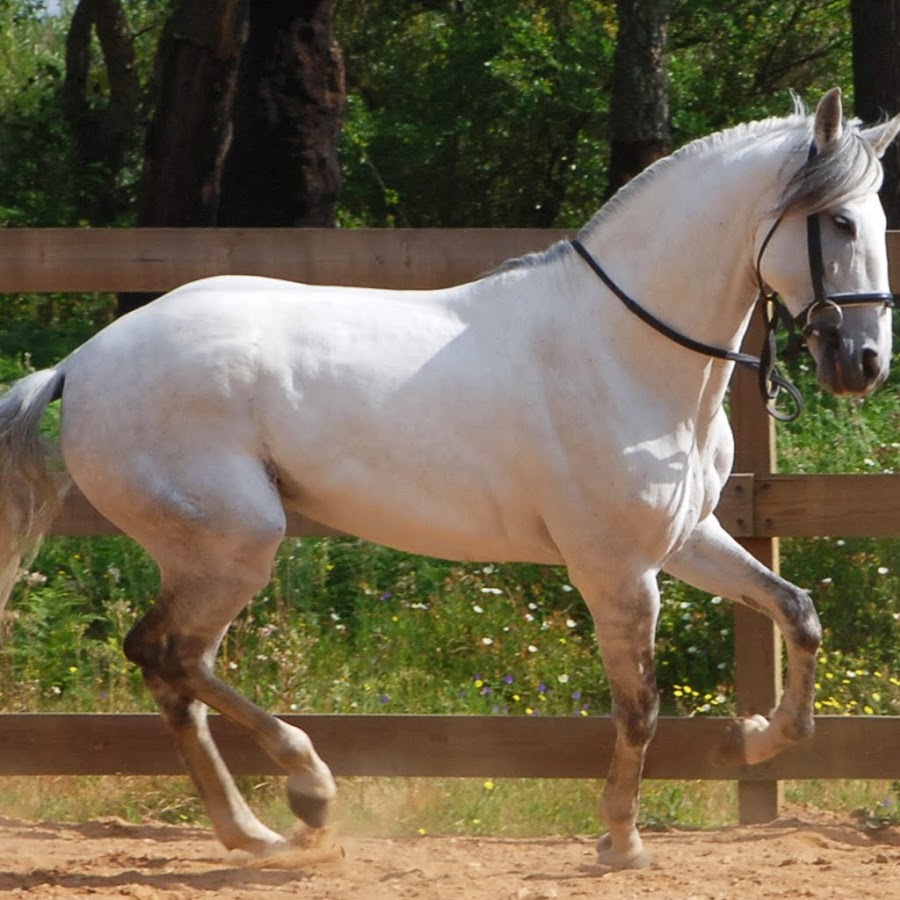 150 лошадок. Лузитано. Андалузская порода лошадей. Лузитано порода. Иберийская порода лошадей.