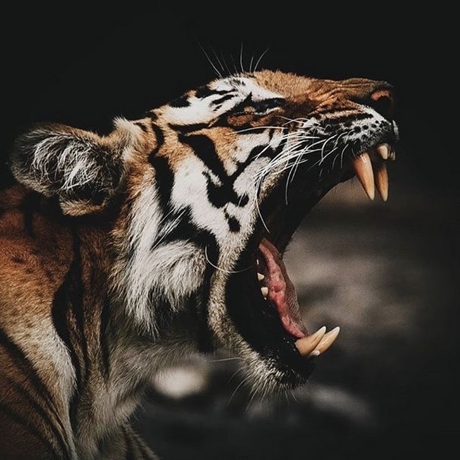 [分享] 講解汽車零件原理的頻道-11磅小老虎