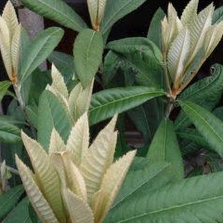 AMLnZu_DgDq4bpzs7OHEknrzDLXGXubyNmzFDq0QmF4=s900ckc0x00ffffffnorj