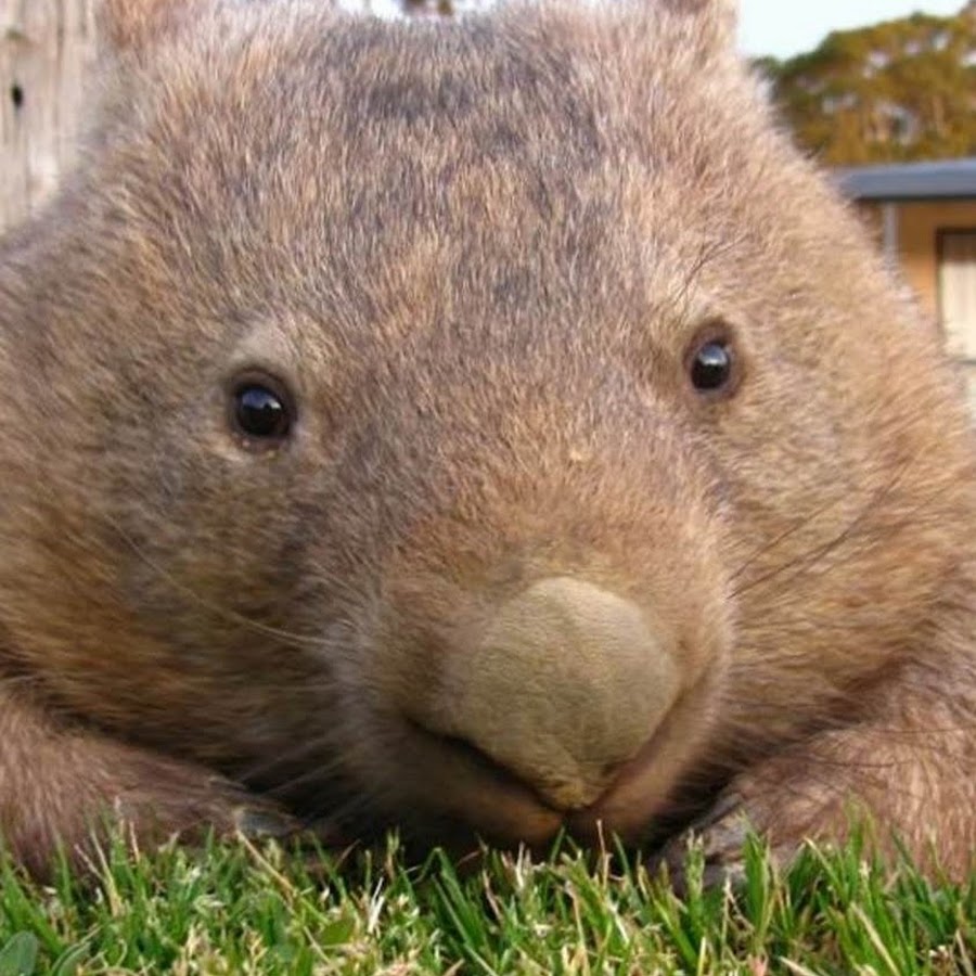 Вомбат строит забор из кал кубиками