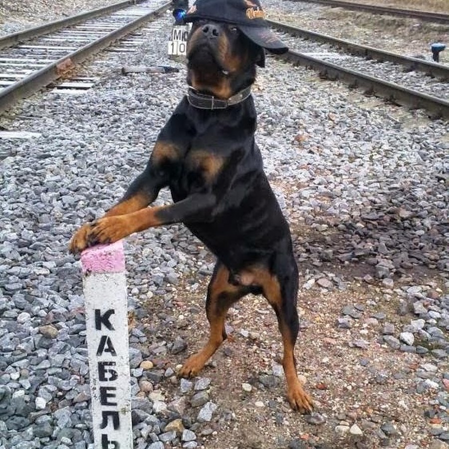 Картинки на аву с надписями прикольные с