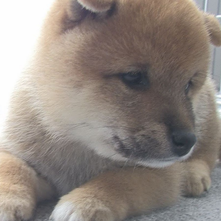 豆じろうちゃんねる Youtube