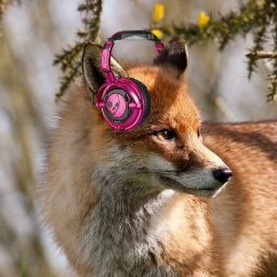 Лиса в наушниках картинки