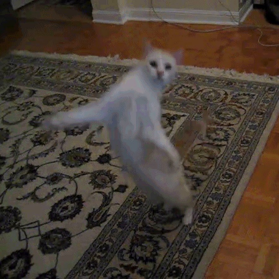 Живые Танцующие котики