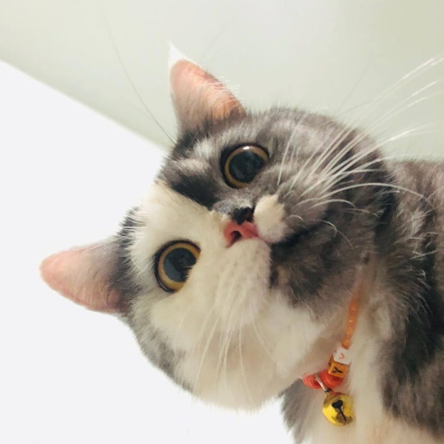Двуликая кошка из Тайланда