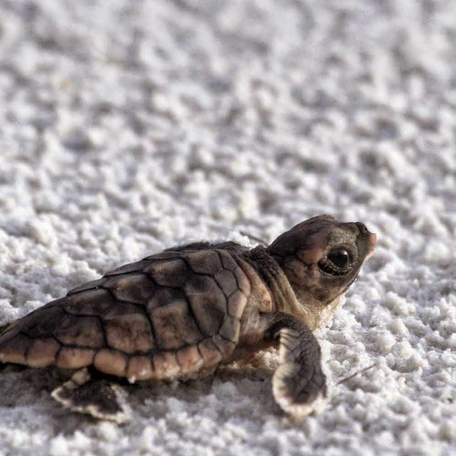 Белка живет в дупле какой падеж. Гепард быстрый а черепаха медленная. Человек белка черепаха чиж листья. 3d головоломки для детей своими руками. Люди белка черепахи чиж листья рыба.
