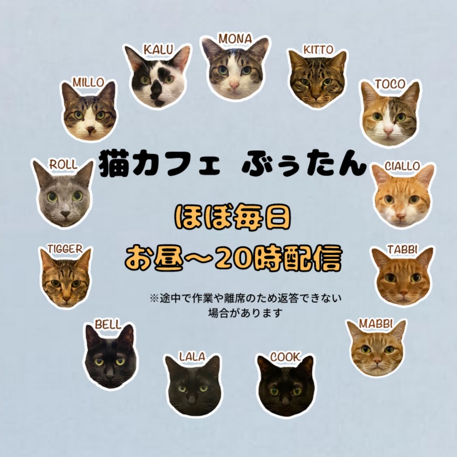 猫カフェぶぅたんcats Cafe Bootan Youtube
