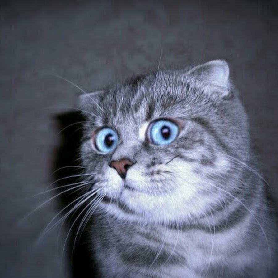 AMLnZu_Hrizdt3R50GLnoYAO71Ws2VkcquI8AVrGVgtz=s900-c-k-c0x00ffffff-no-rj