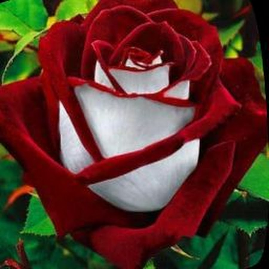 Роза халфети. Аксель роуз в молодости лайв. Wild look роза. Торт цветы. Rose looks like.