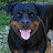 Tropic Rottweilers Avatar